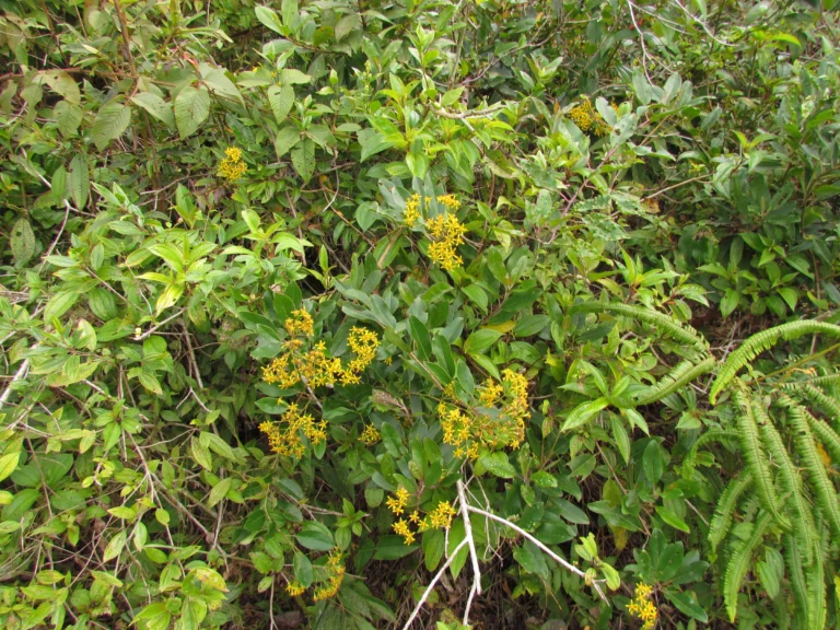 Pentacalea desiderabilis (3)