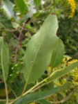 Pentacalea desiderabilis (1)