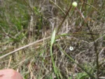 Panphalea smithii (7)