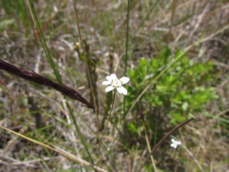 Panphalea smithii (2)