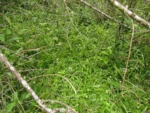 Panphalea araucariophila (9)
