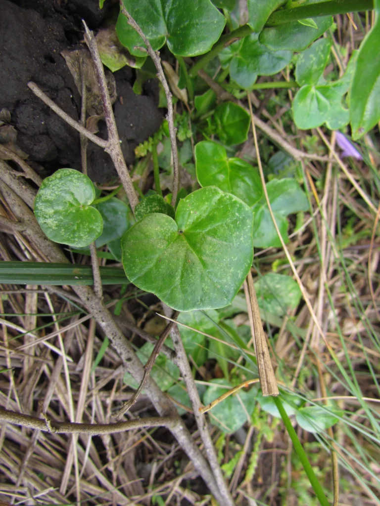 Panphalea araucariophila (6)