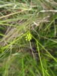 Panphalea araucariophila (7)