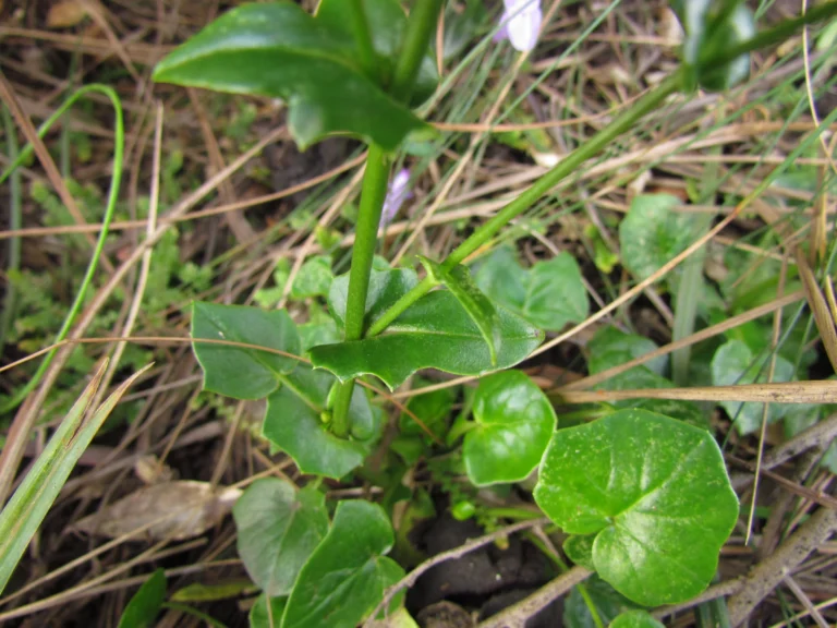 Panphalea araucariophila (5)