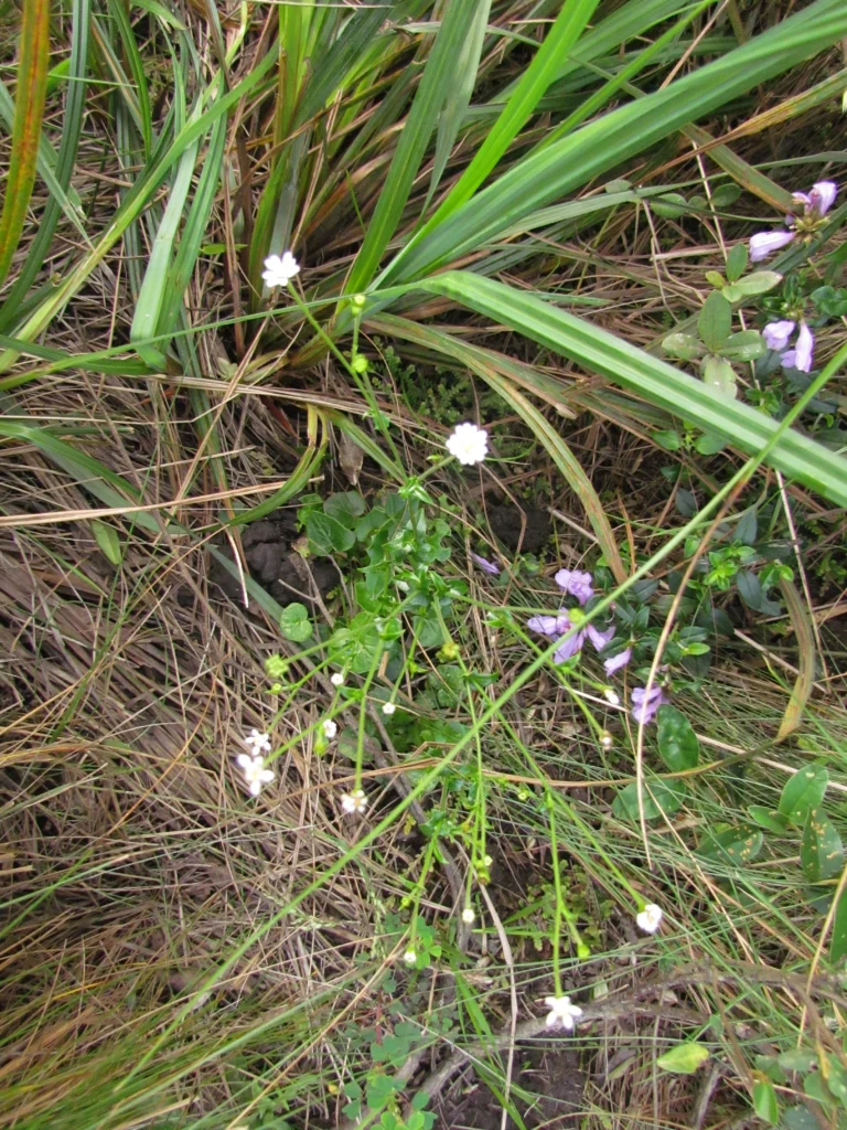 Panphalea araucariophila (3)