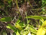 Orthopappus angustifolius (18)