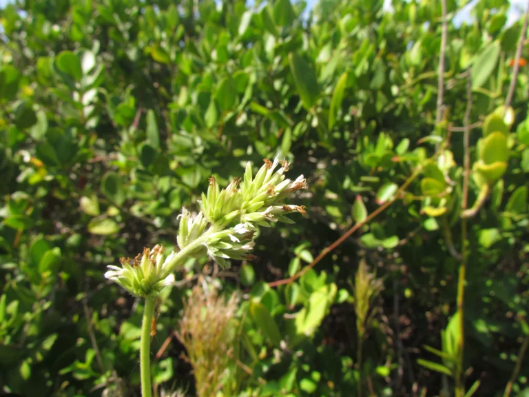 Orthopappus angustifolius (17)