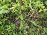 Orthopappus angustifolius (13)