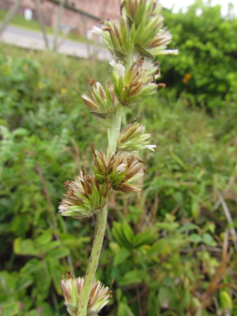 Orthopappus angustifolius (10)
