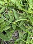 Orthopappus angustifolius (10)