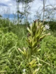 Orthopappus angustifolius (9)