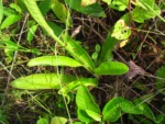 Orthopappus angustifolius (7)