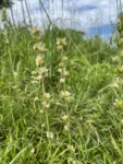 Orthopappus angustifolius (8)