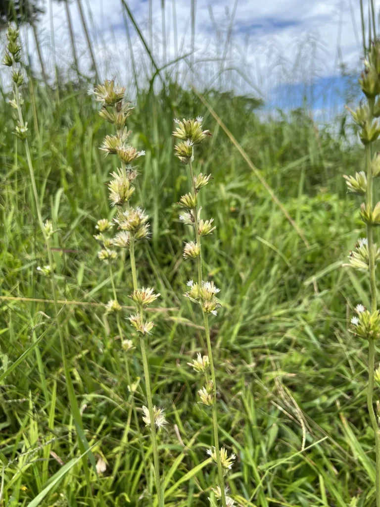 Orthopappus angustifolius (8)