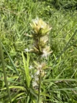 Orthopappus angustifolius (7)