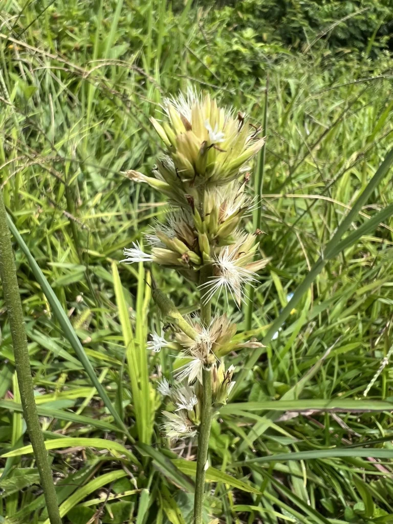 Orthopappus angustifolius (7)