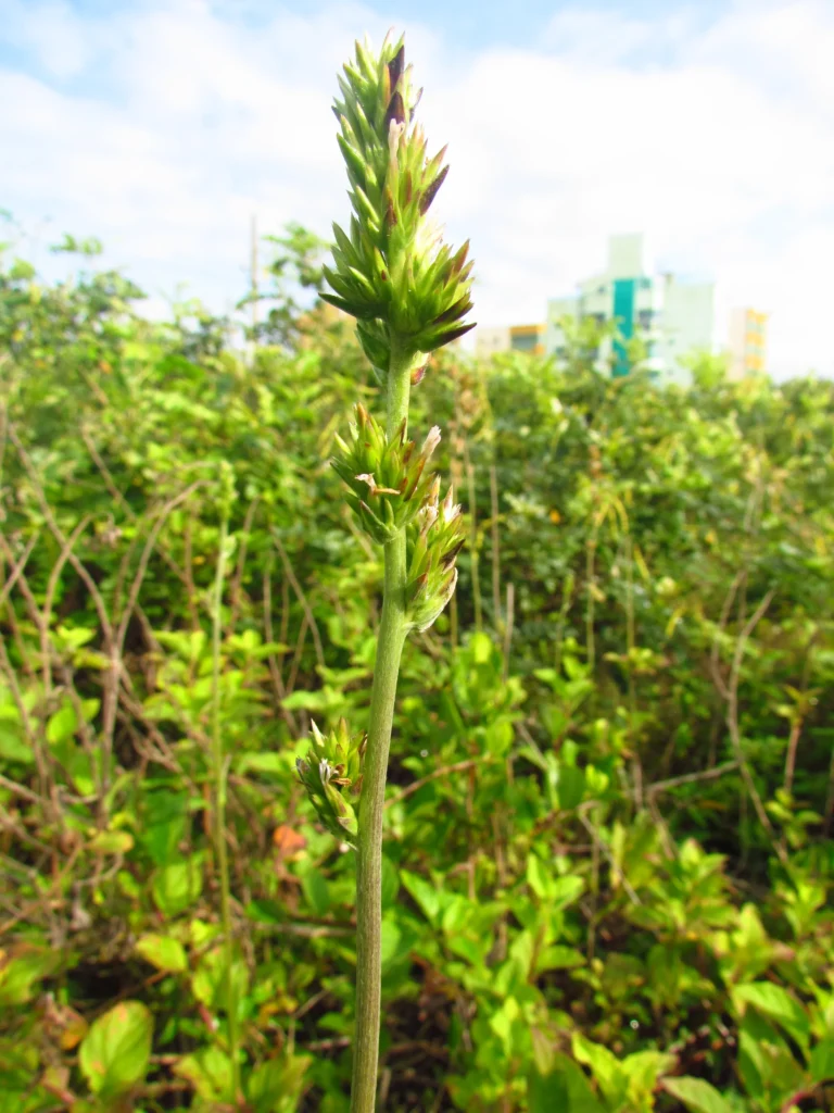 Orthopappus angustifolius (4)