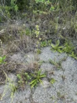Orthopappus angustifolius (2)