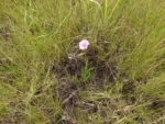 Lessingianthus reitzianus (6)