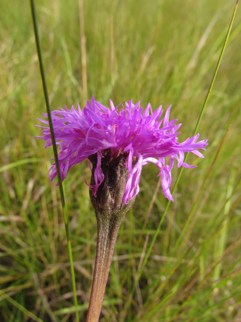 Lessingianthus reitzianus (5)