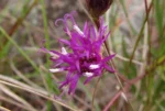 Lessingianthus pumilus (10)