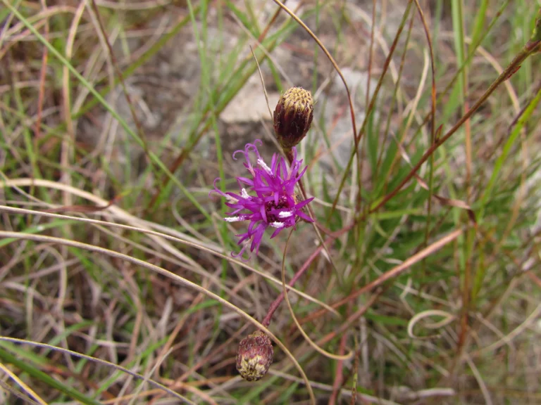 Lessingianthus pumilus (9)