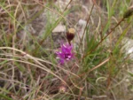 Lessingianthus pumilus (8)
