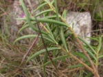 Lessingianthus pumilus (6)