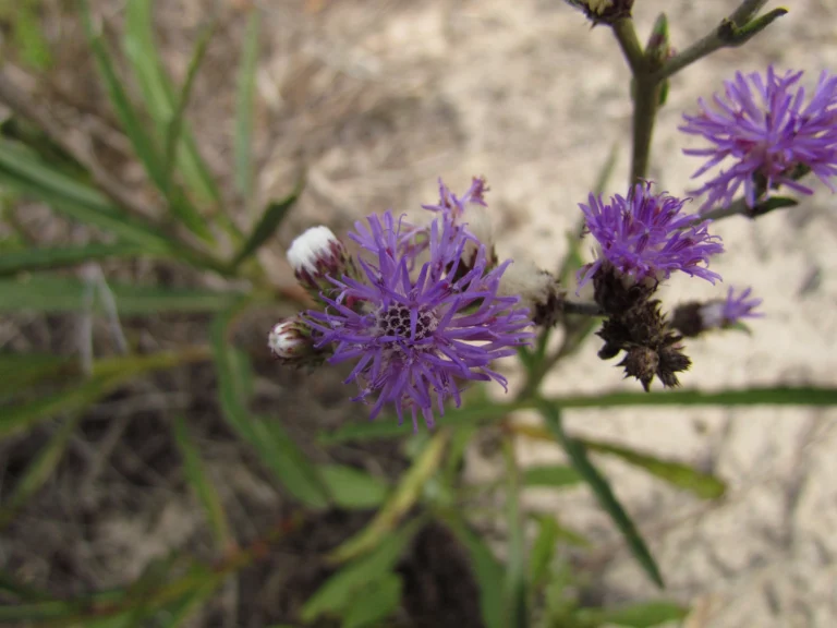 Lepidaploa salzmanii (13)