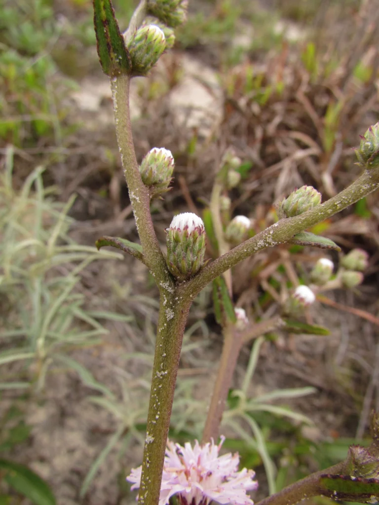 Lepidaploa salzmanii (8)