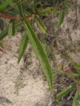 Lepidaploa salzmanii (9)