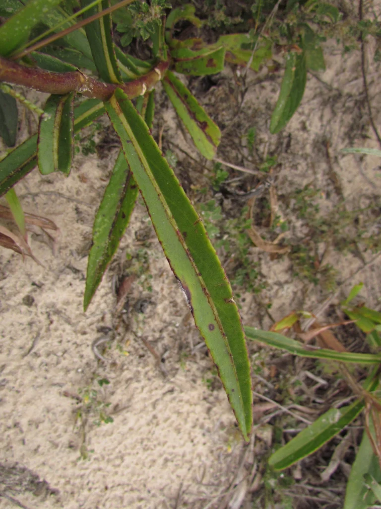 Lepidaploa salzmanii (9)
