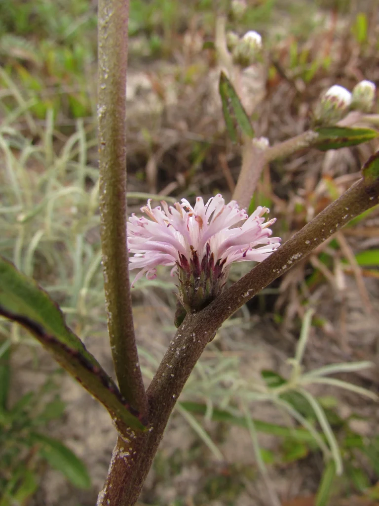 Lepidaploa salzmanii (6)