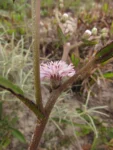 Lepidaploa salzmanii (7)