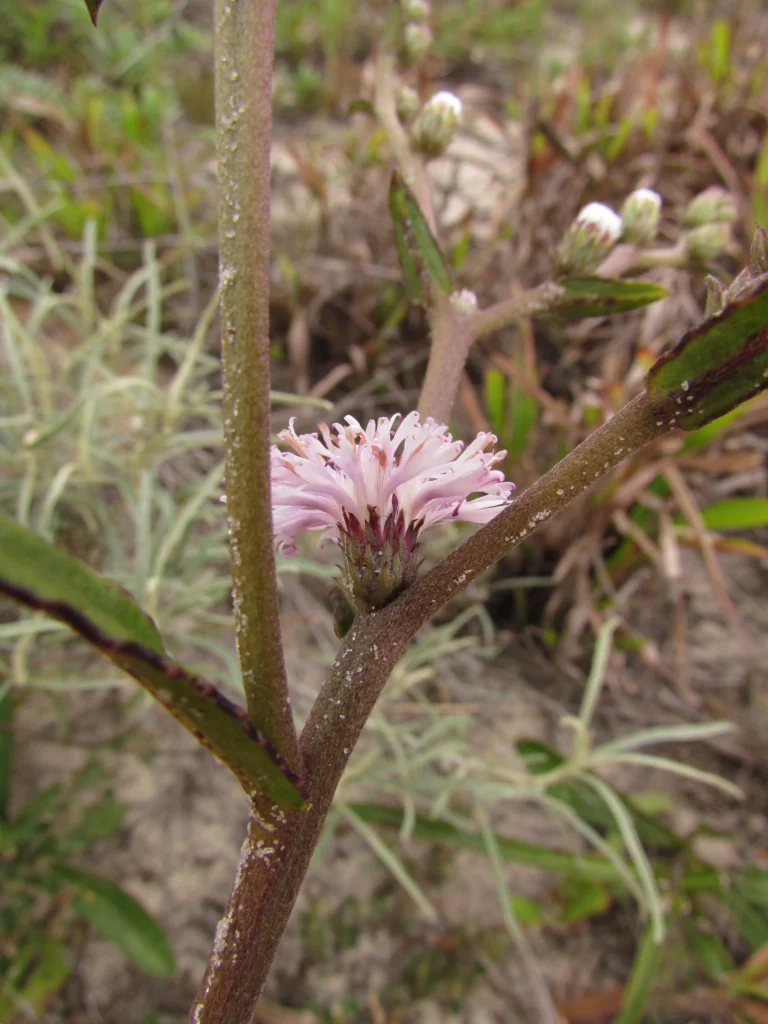 Lepidaploa salzmanii (7)