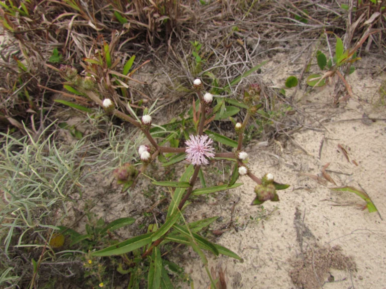 Lepidaploa salzmanii (4)
