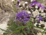 Lepidaploa salzmanii (1)