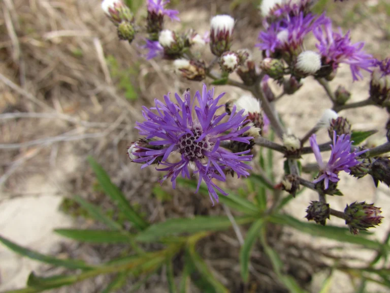 Lepidaploa salzmanii (1)
