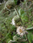 Lepidaploa eriolepis (5)
