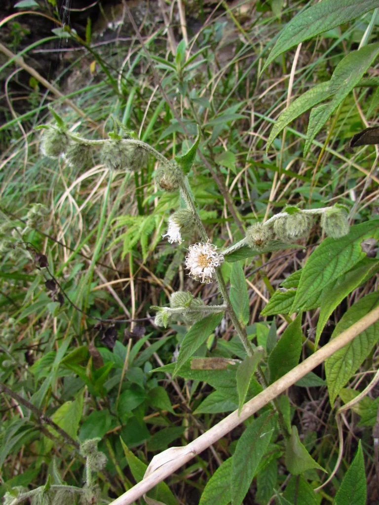 Lepidaploa eriolepis (6)