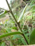 Lepidaploa eriolepis (2)