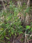 Lepidaploa eriolepis (3)