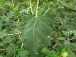 Jungia selloi (1)