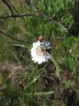 Holocheilus monocephalus (7)
