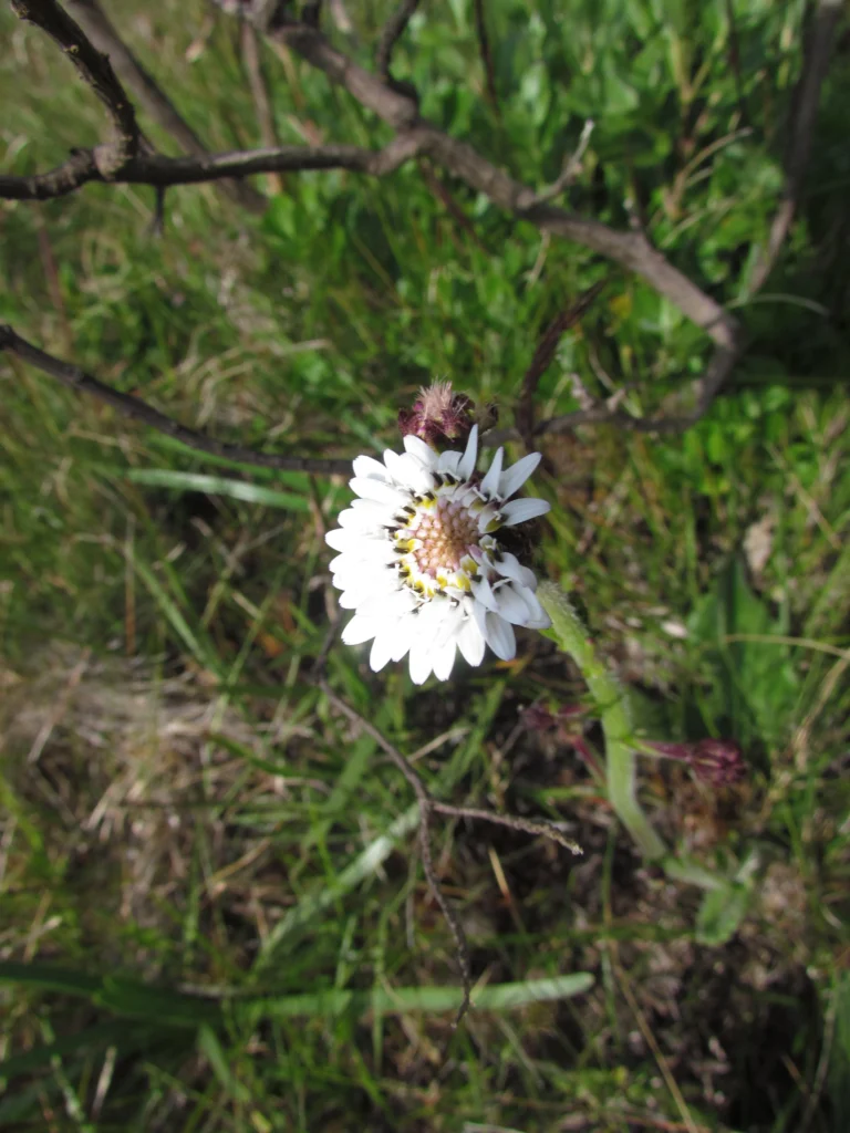 Holocheilus monocephalus (7)