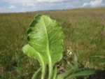 Holocheilus monocephalus (8)