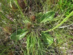 Holocheilus monocephalus (5)