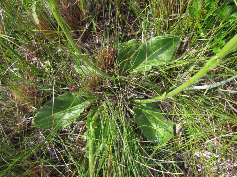 Holocheilus monocephalus (5)
