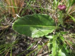 Holocheilus monocephalus (6)