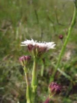 Holocheilus monocephalus (4)